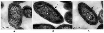 Players over the Surface: Unraveling the Role of Exopolysaccharides in Zinc <mark class="highlighted">Biosorption</mark> by Fluorescent Pseudomonas Strain Psd